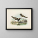 Thinornis novaezelandiae adulto y joven - John Gerrard Keulemans — cuadro enmarcado en la pared