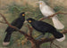 Tres huia Heteralocha acutirostris - John Gerrard Keulemans — vista de la obra