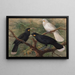 Tres huia Heteralocha acutirostris - John Gerrard Keulemans — cuadro enmarcado en la pared