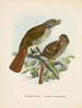 Turnagra hectori y Turnagra crassirostris - John Gerrard Keulemans — vista de la obra