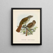 Turnagra hectori y Turnagra crassirostris - John Gerrard Keulemans — cuadro enmarcado en la pared