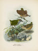 Xenicus longipes macho y hembra y Xenicus gilviventris macho y hembra - John Gerrard Keulemans — vista de la obra