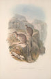 Una monografía de los Macropodidae o familia de los canguros Pl06 - John Gould — vista de la obra