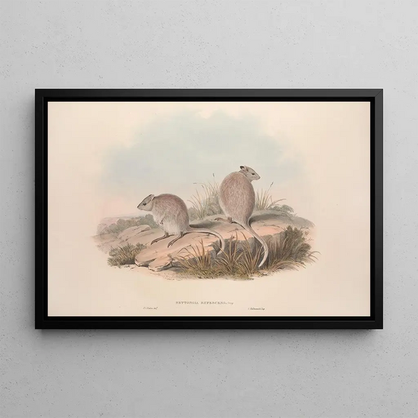 John Gould - A monograph of the Macropodidae or family of kangaroos Pl13.webp