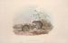 A monograph of the Macropodidae or kangaroo family Pl15 - John Gould — artwork view