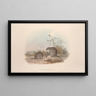 John Gould - A monograph of the Macropodidae or family of kangaroos Pl15.webp