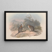 Monographie des Macropodidae ou famille des kangourous Pl21 - John Gould — framed artwork on a wall