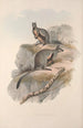 Una monografía de los Macropodidae o familia de los canguros Pl24 - John Gould — vista de la obra