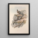 Una monografía de los Macropodidae o familia de los canguros Pl24 - John Gould — cuadro enmarcado en la pared