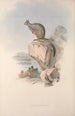 Una monografía de los Macropodidae o familia de los canguros Pl25 - John Gould — vista de la obra