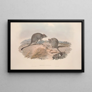 John Gould - A monograph of the Macropodidae or family of kangaroos Pl29.webp