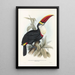 A monograph of the Ramphastidae or toucan family Pl03 - John Gould — framed artwork on a wall