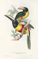 Una monografía de los Ramphastidae o familia de los tucanes Pl12 - John Gould — vista de la obra