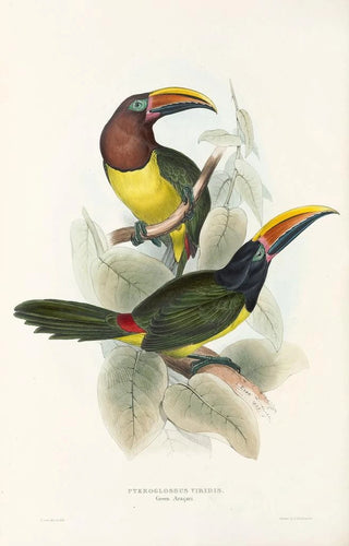 John Gould - A monograph of the Ramphastidae or family of toucans Pl18.webp