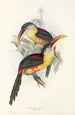 Una monografía de los Ramphastidae o familia de los tucanes Pl26 - John Gould — vista de la obra