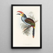 Una monografía de los Ramphastidae o familia de los tucanes Pl27 - John Gould — cuadro enmarcado en la pared