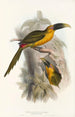 Una monografía de los Ramphastidae o familia de los tucanes Pl28 - John Gould — vista de la obra