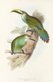 A monograph of the Ramphastidae or toucan family Pl29 - John Gould — artwork view