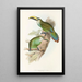 A monograph of the Ramphastidae or toucan family Pl29 - John Gould — framed artwork on a wall