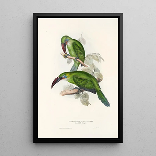 John Gould - A monograph of the Ramphastidae or family of toucans Pl31.webp