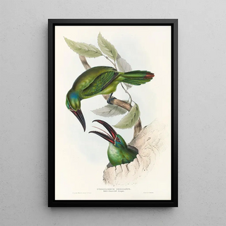 John Gould - A monograph of the Ramphastidae or family of toucans Pl32.webp