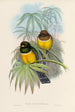 Una monografía de los Trogonidae o familia de los trogones Pl06 - John Gould — vista de la obra