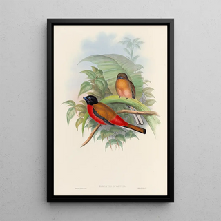 John Gould - A monograph of the Trogonidae or family of trogons Pl12.webp