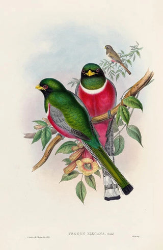 John Gould - A monograph of the Trogonidae or family of trogons Pl16.webp