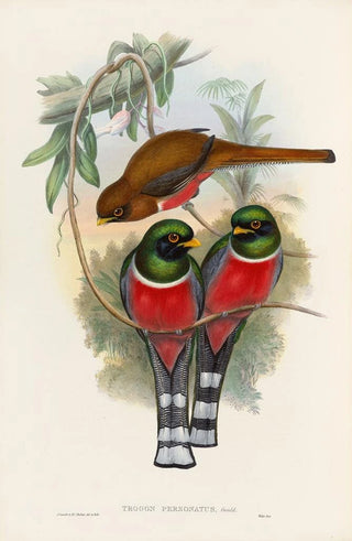 John Gould - A monograph of the Trogonidae or family of trogons Pl32.webp