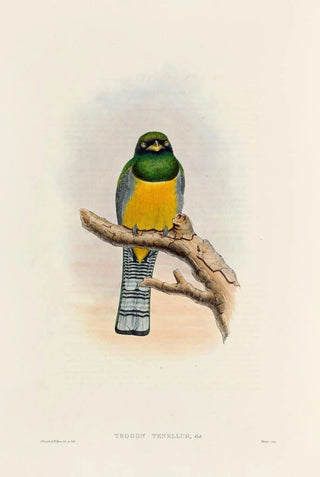 John Gould - A monograph of the Trogonidae or family of trogons Pl39.webp