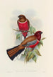 Una monografía de los Trogonidae o familia de los trogones Pl47 - John Gould — vista de la obra