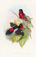 Eurylaime allié - John Gould — vista de la obra