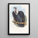 Buitre de Bengala - John Gould — cuadro enmarcado en la pared