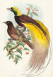 Oiseau de paradis Paradisea apoda - John Gould — vista de la obra