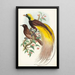 Oiseau de paradis Paradisea apoda - John Gould — cuadro enmarcado en la pared