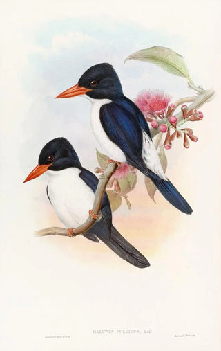 John Gould - Blackcapped Kingfisher.webp