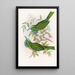 Nyctiornis à gorge bleue - John Gould — cuadro enmarcado en la pared