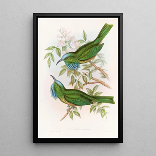 John Gould - Bluethroated Nyctiornis.webp