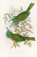 Nyctiornis à gorge bleue - John Gould — vista de la obra