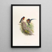 Golondrina de los bungalows - John Gould — cuadro enmarcado en la pared