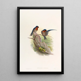 John Gould - Bungalow Swallow.webp