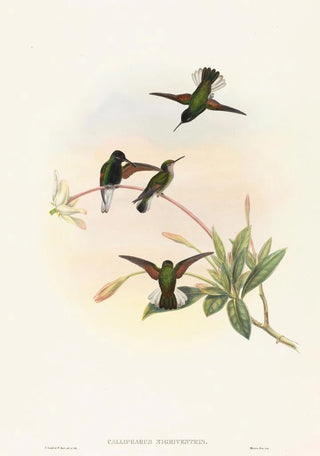 John Gould - Callipharus nigriventris.webp