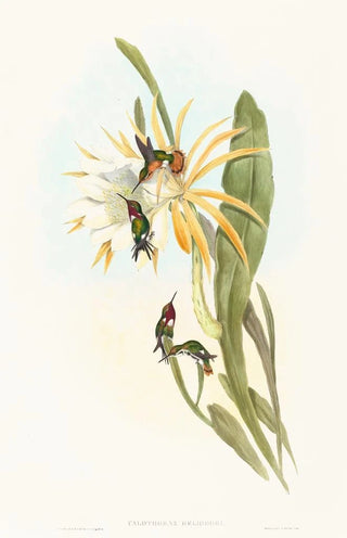 John Gould - Calothorax heliodori.webp