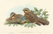 de Chotacabras de collar rojo - John Gould — vista de la obra