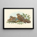 de Chotacabras de collar rojo - John Gould — cuadro enmarcado en la pared