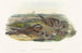 Chotacabras europeo - John Gould — vista de la obra