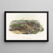 Chotacabras europeo - John Gould — cuadro enmarcado en la pared