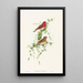 Carpodacus erythrinus - John Gould — cuadro enmarcado en la pared