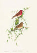 Carpodacus erythrinus - John Gould — vista de la obra