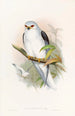 Elanus célebre - John Gould — vista de la obra